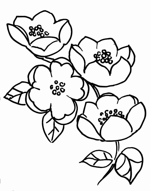 Cherry Blossom Coloring Page New Cherry Blossom Tree Drawing ...
