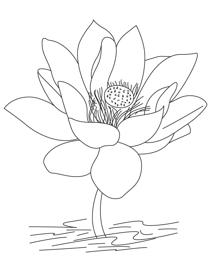 Lotus Flower Coloring Pages - Coloring Home