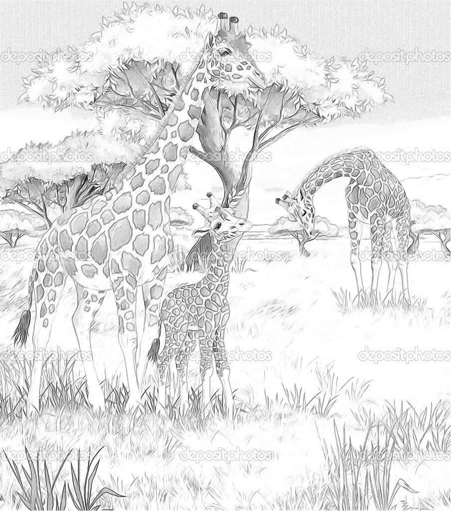 Safari Giraffe Coloring Pages Adults 114