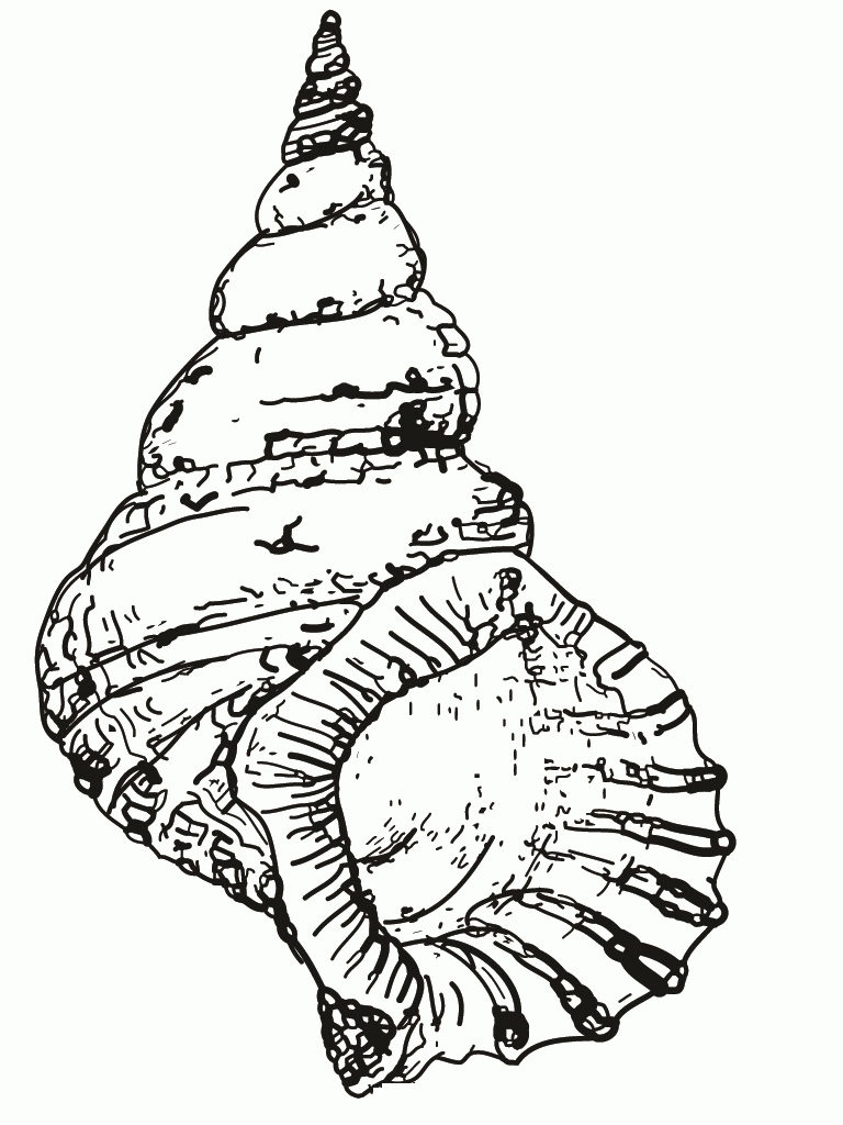 coloring-pages-of-seashells-coloring-home