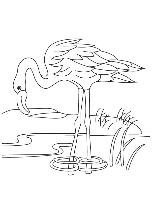 Flamingo in a pond coloring page | Download Free Flamingo in a ...