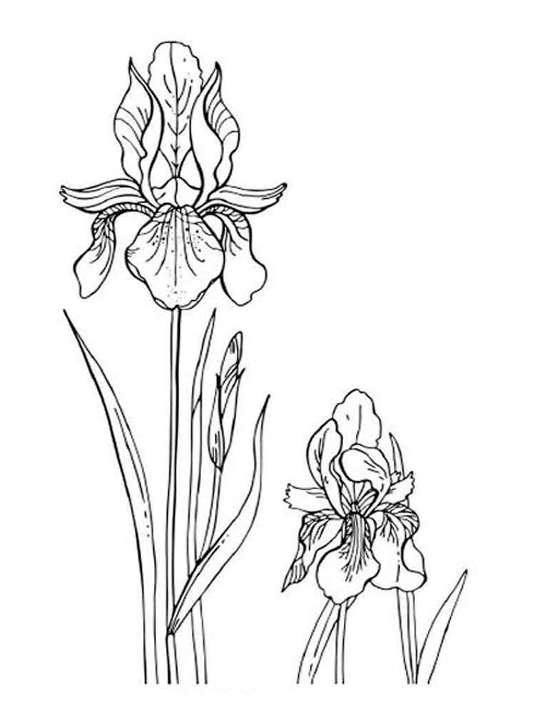 iris coloring flower flowers printable popular