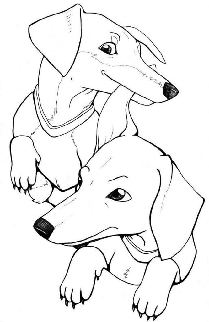 Two Dachshund Coloring Page - Free Printable Coloring Pages for Kids