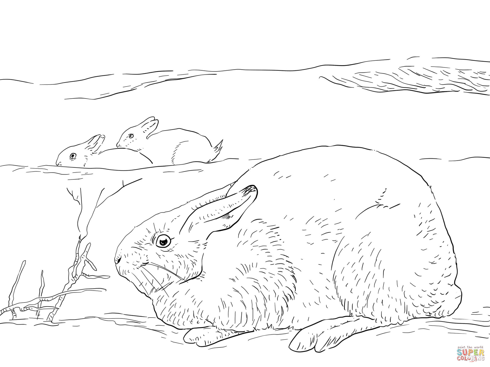 Arctic Hares coloring page | Free Printable Coloring Pages