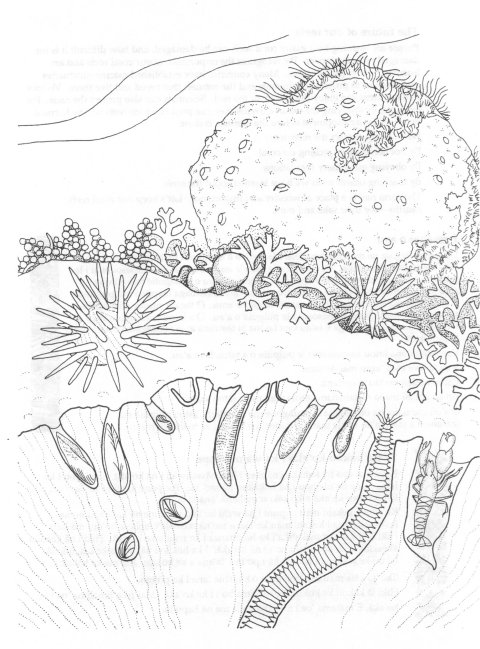 coloring pages coral reefs - photo #20
