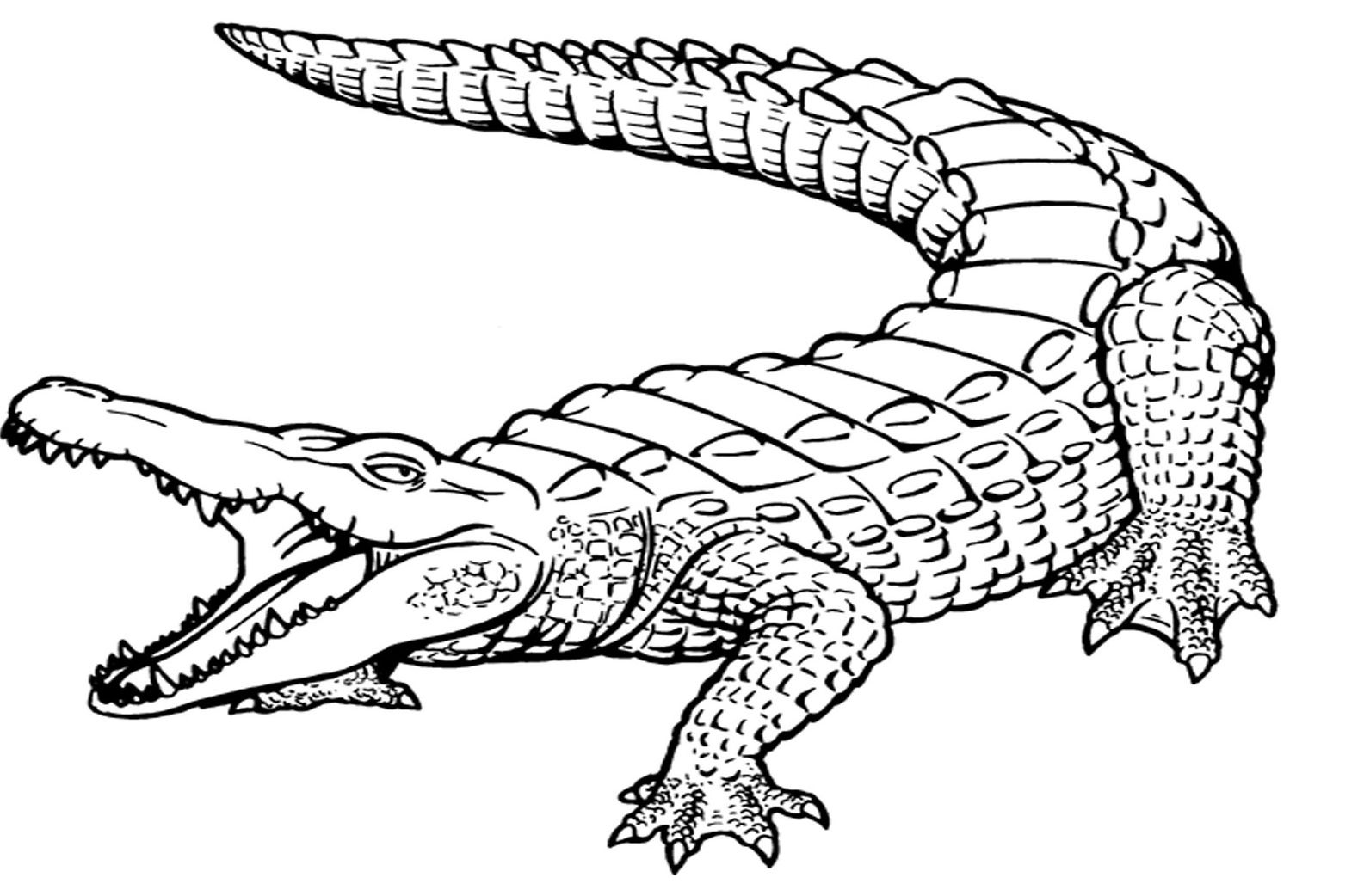 Crocodiles Great Wide Open Mouth Coloring Pages For Kids #bxv ...