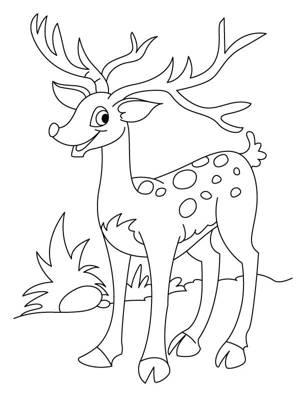 Deer - Coloring Pages for Kids and for Adults