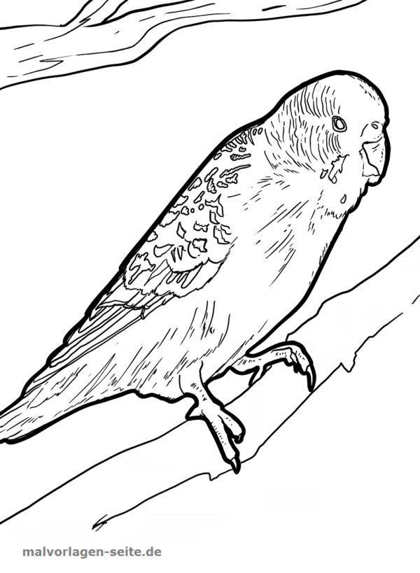 Coloring page budgie | Birds - Free Coloring Pages