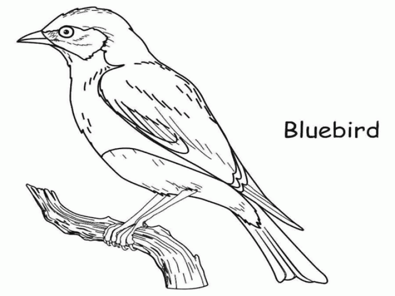 Blue Bird Coloring Pages - Coloring Home
