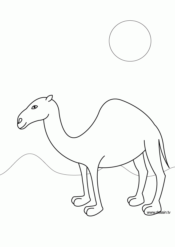 Drawing camel