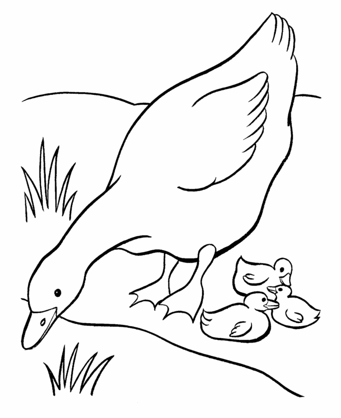 Baby Duck Coloring Pages - Coloring Home