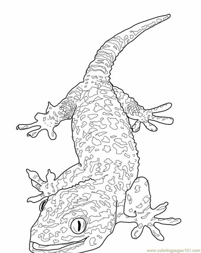 Gecko Coloring Page Coloring Home