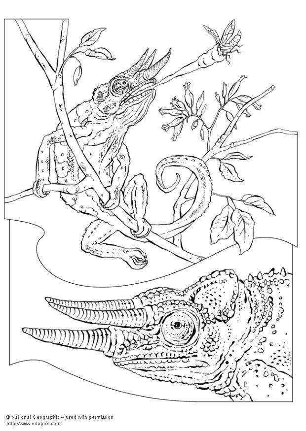 Coloring page chameleon - img 5736.