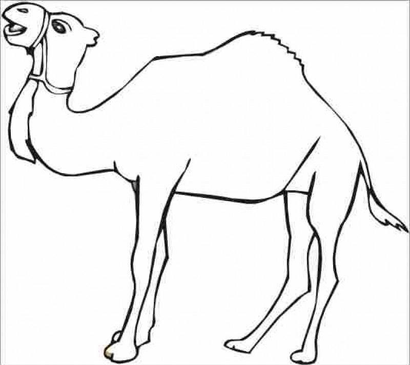 Camel Drawing - HD Printable Coloring Pages