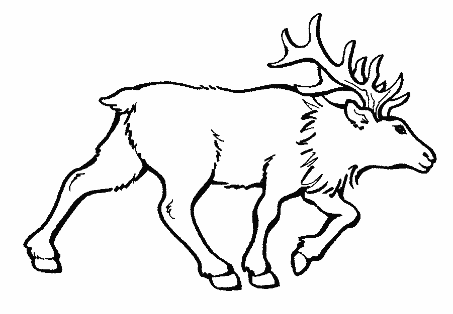 Elk coloring page - Animals Town - animals color sheet - Elk free 