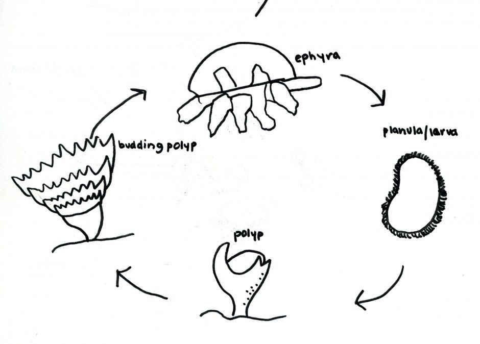 Coloring Pages Of Plant Life Cycle - Coloring Home
