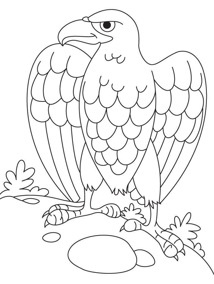 eagle coloring page printable jumbo