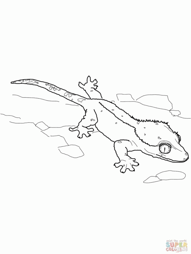 Crested Gecko Coloring Online Super Coloring 224467 Gecko Coloring 