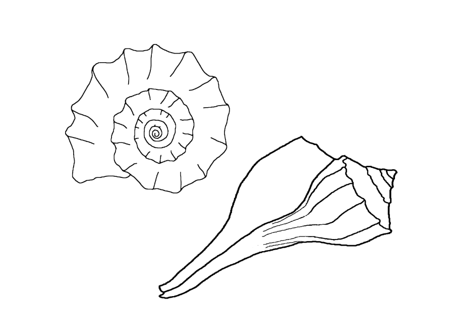 Animal Coloring Free Printable Seashell Coloring Pages For Kids 