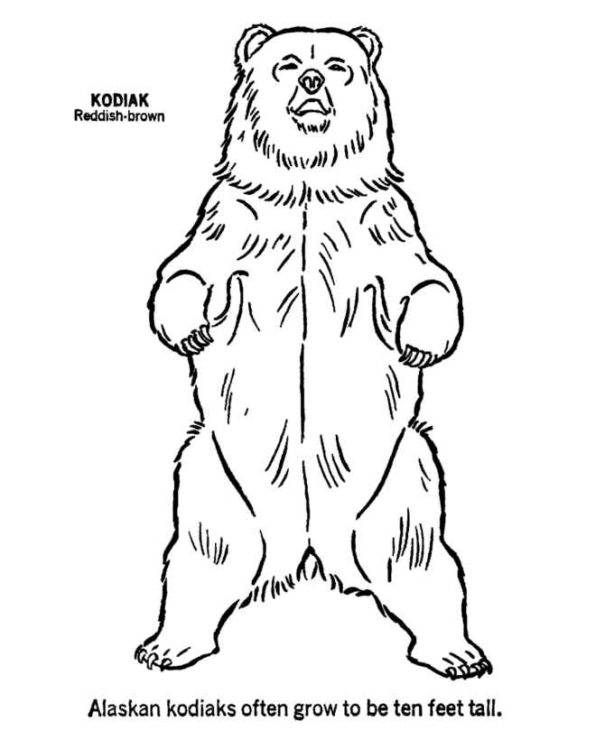 a bear standing up Colouring Pages