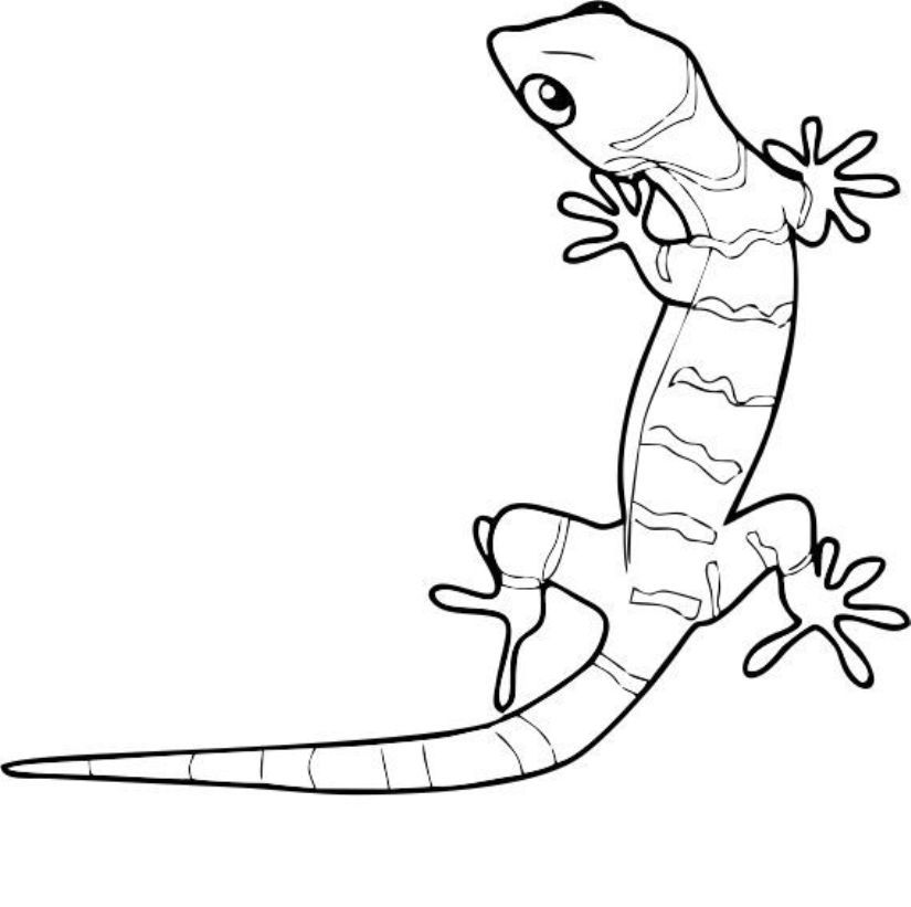 Download Animal Gecko Coloring Pages Or Print Animal Gecko 