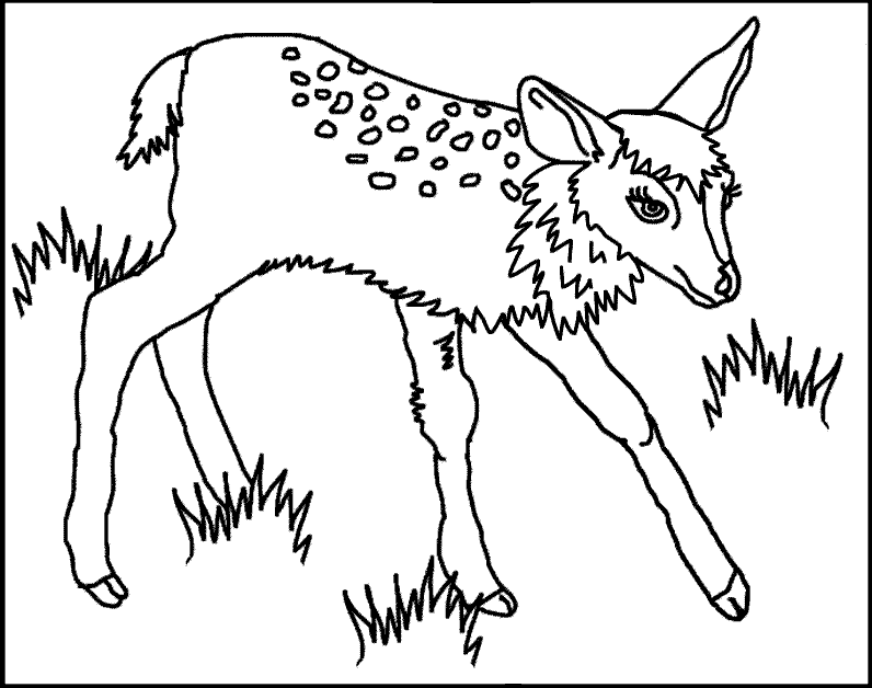 Fawn - Free Coloring Pages for Kids - Printable Colouring Sheets