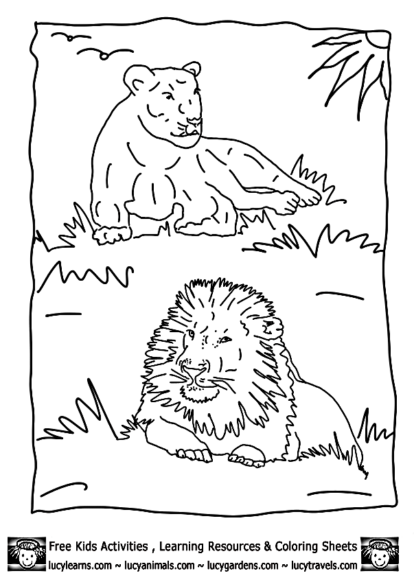 Africa Safari Lion Coloring Page Lion Safari | Cartoon Coloring Pages