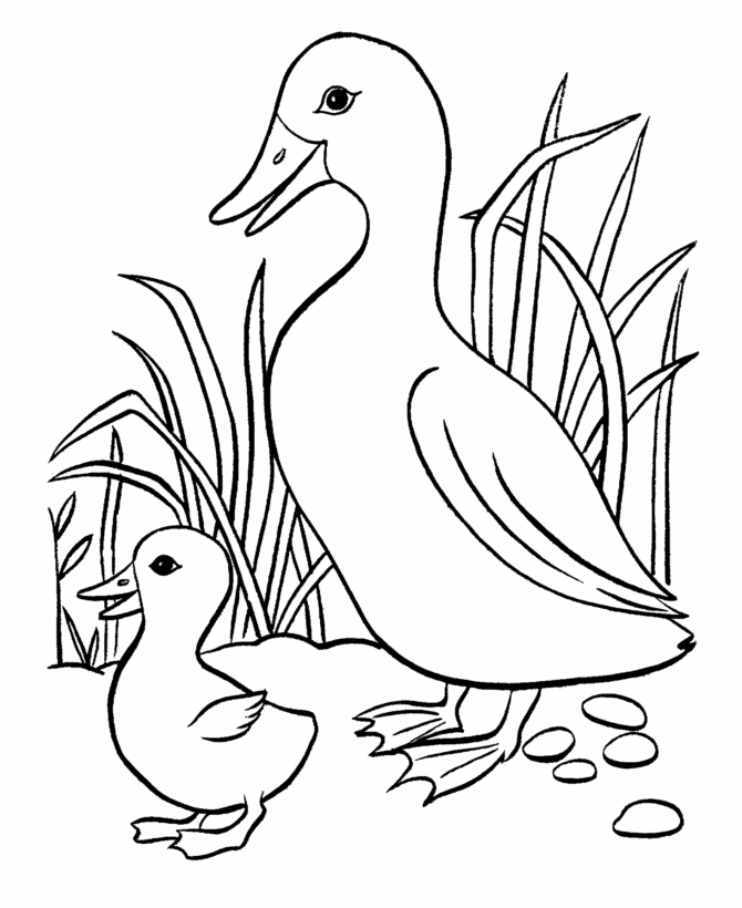 kids coloring pictures of ducks