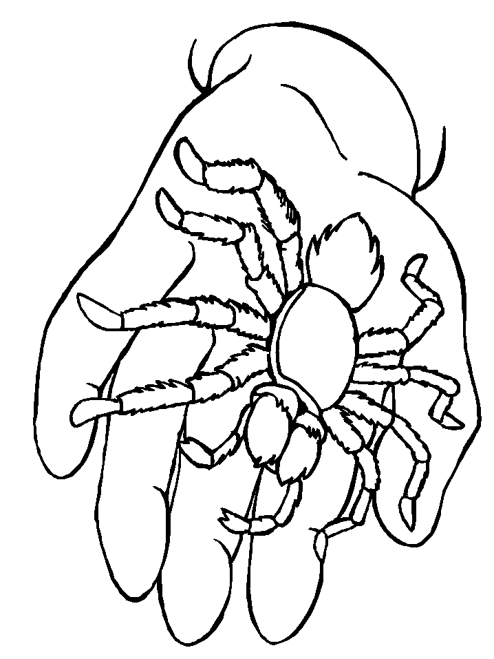 spide Colouring Pages
