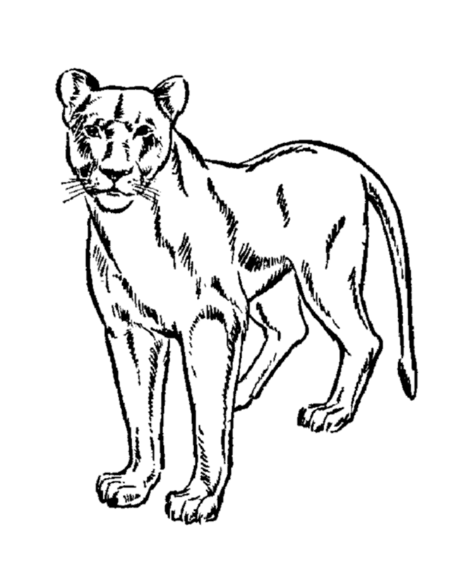 mountain-lion-coloring-page-coloring-home