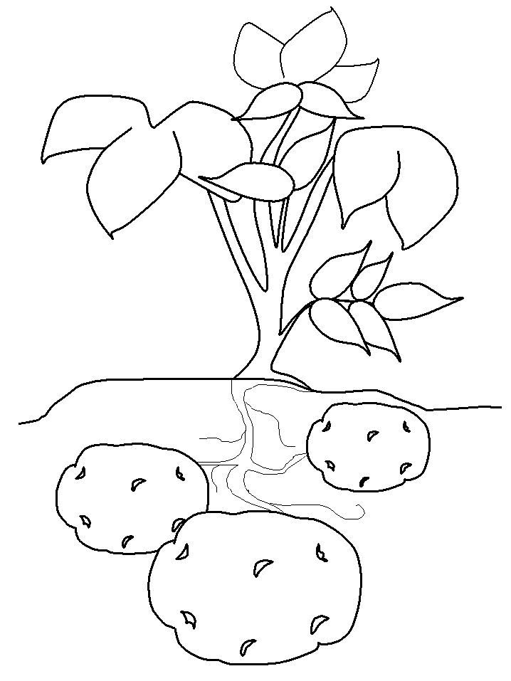 Pictures Of Potatoes - Coloring Home