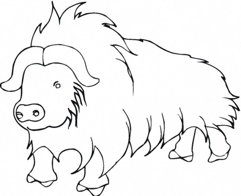 Coloring Pages A Buffalo - HD Printable Coloring Pages