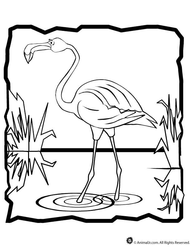 Flamingo Coloring Pages 37 | Free Printable Coloring Pages