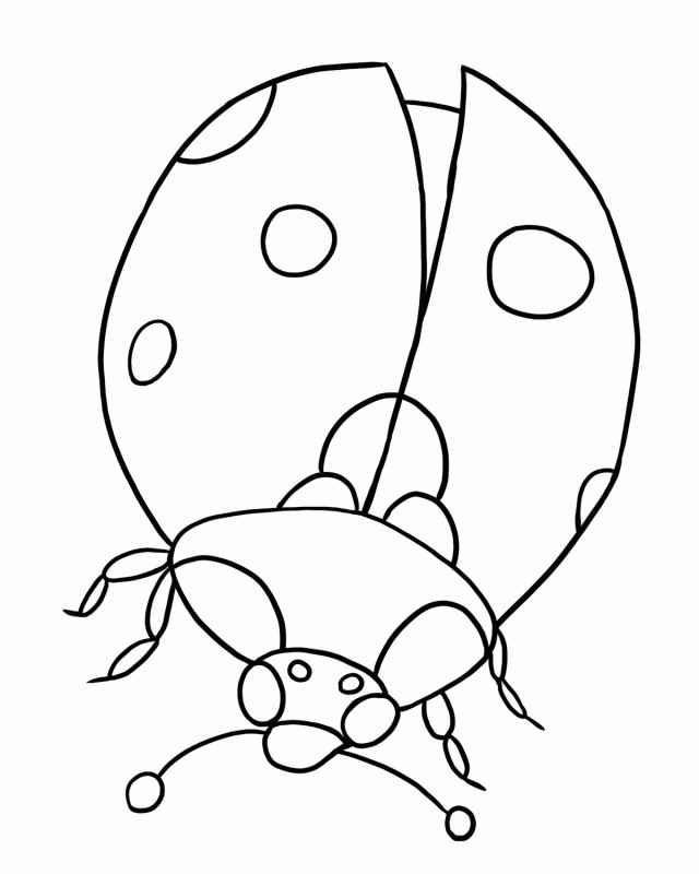 FREE Ladybug Coloring Page 1 177053 Life Cycle Coloring Pages