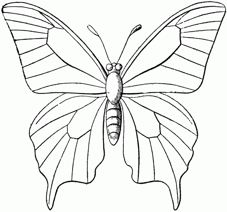 Butterfly Outline | printables/free images