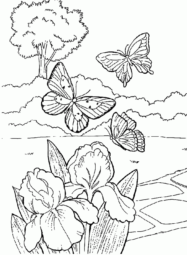 butterfly in the garden Colouring Pages