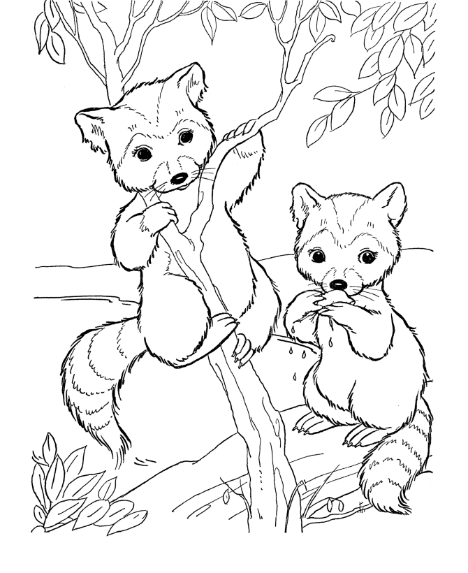 bandit face raccoon coloring pages page and kids