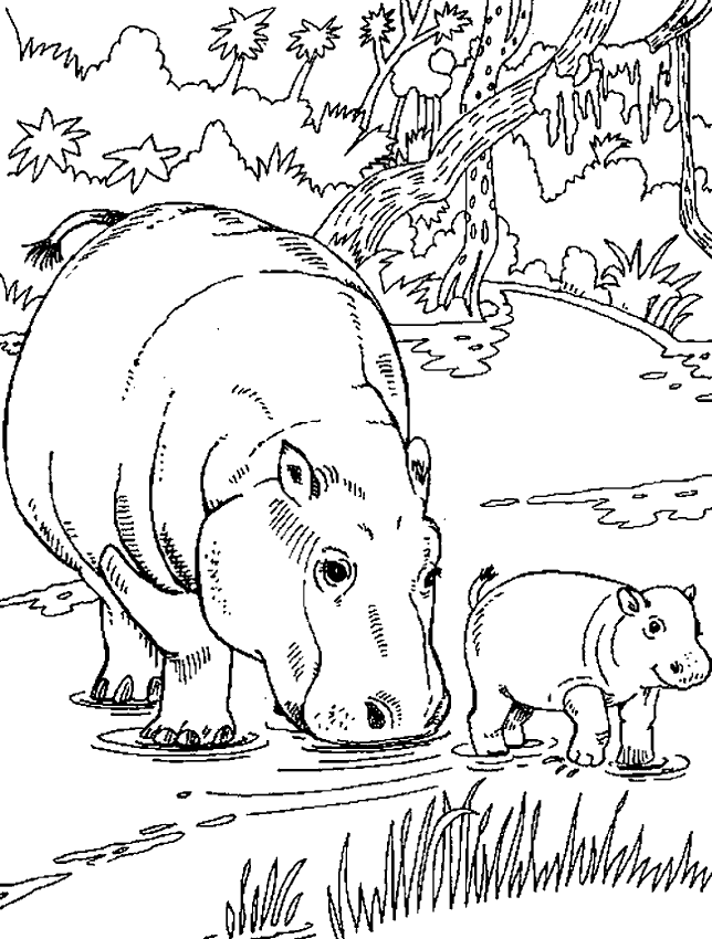 Free Hippo Coloring Pages