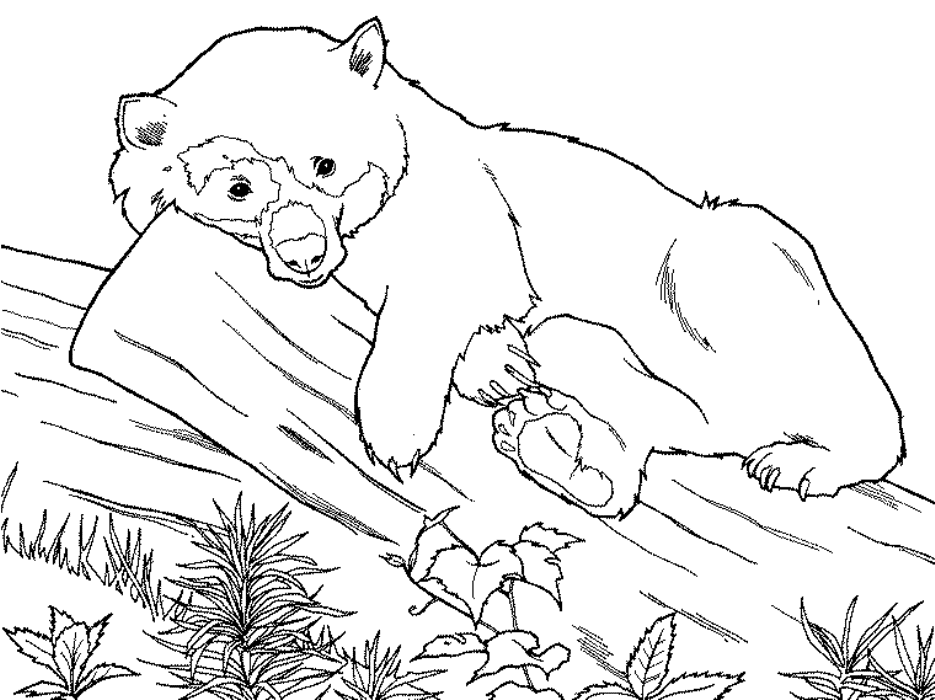 Free Printable Coloring Pages Of Animals - Coloring Home