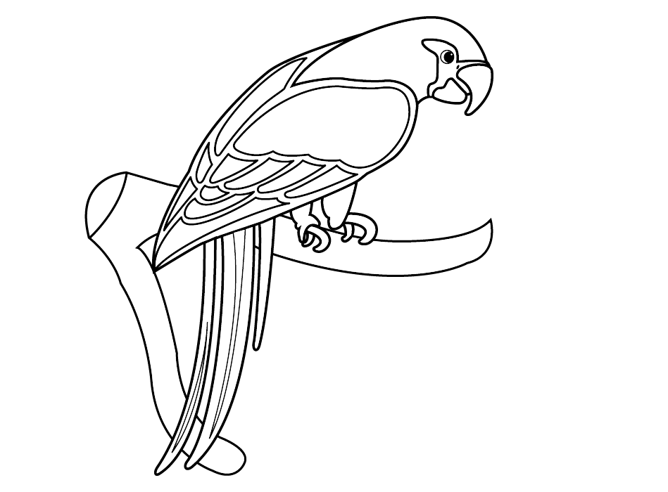 Picture Of Parrot To Colour Coloring Home