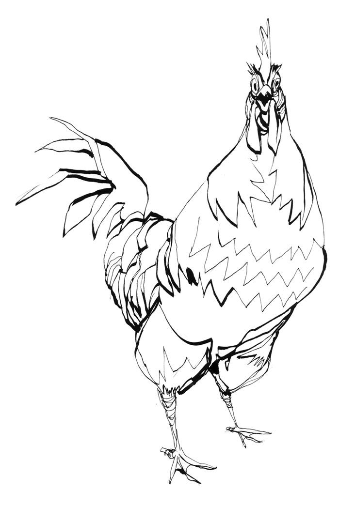 Free Rooster Pictures - Coloring Home