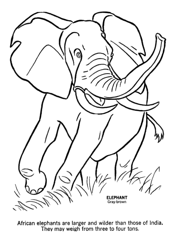 Elephant Coloring Pages To Print - Coloring Home