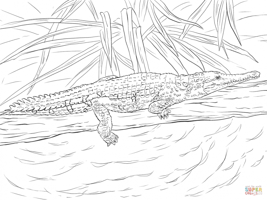 Nile Crocodile Coloring Pages Crocodile Showing Teeth Coloring ...