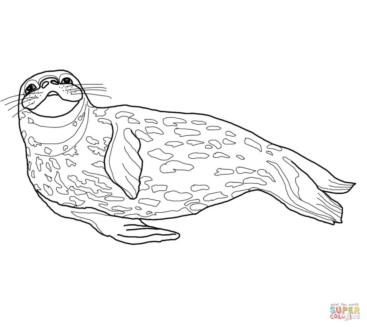 Baby Seal Coloring Pages Coloring Home
