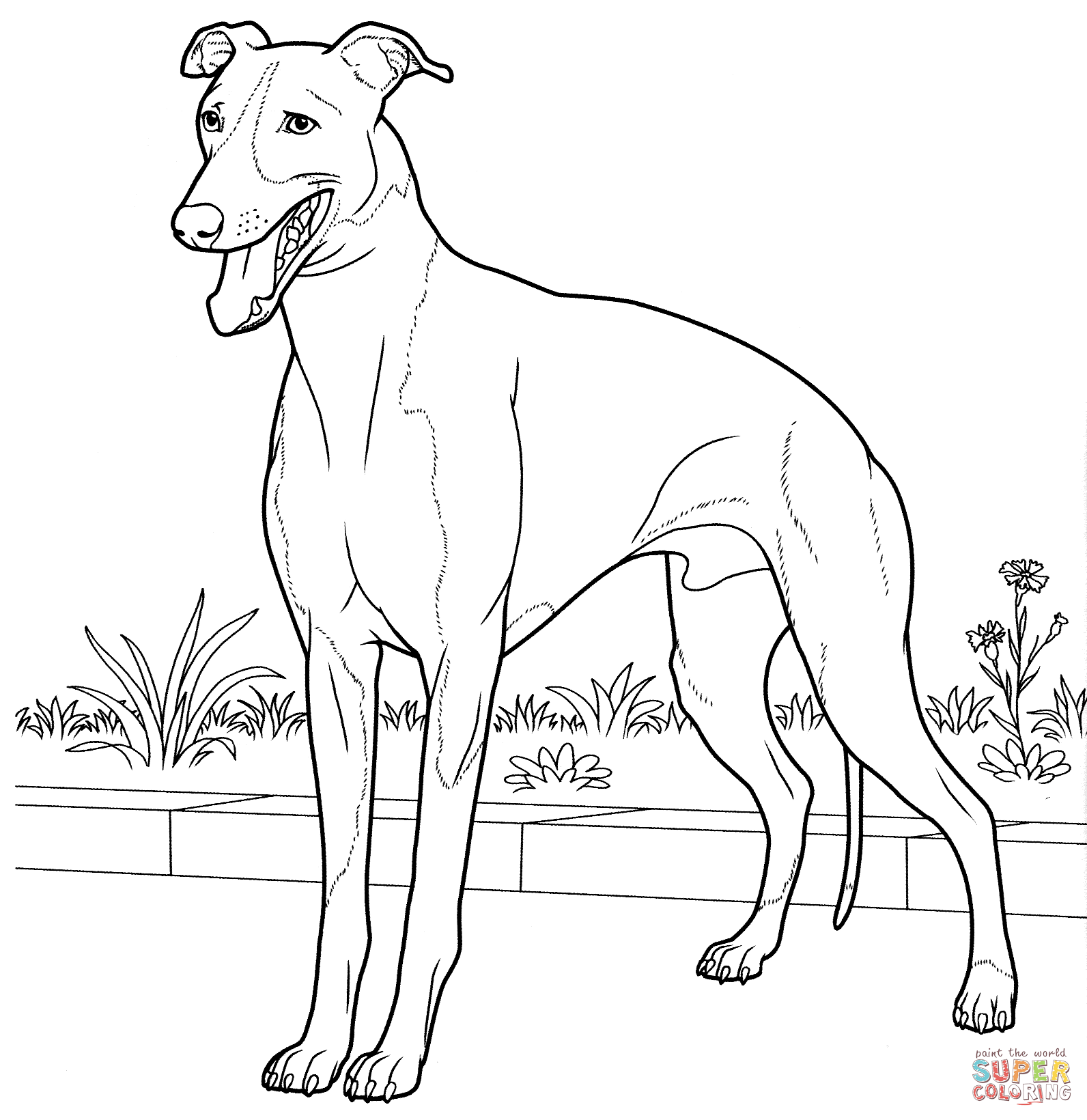 Italian Greyhound coloring page | Free Printable Coloring Pages
