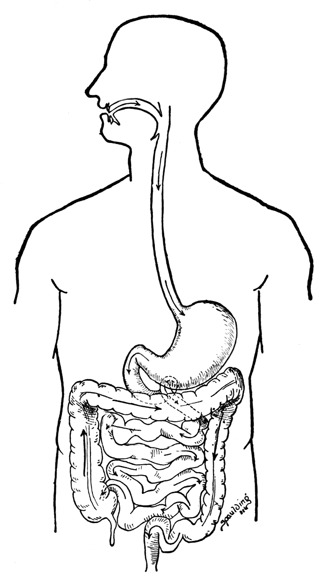 Digestive System Coloring Page Coloring Pages For Kids And For