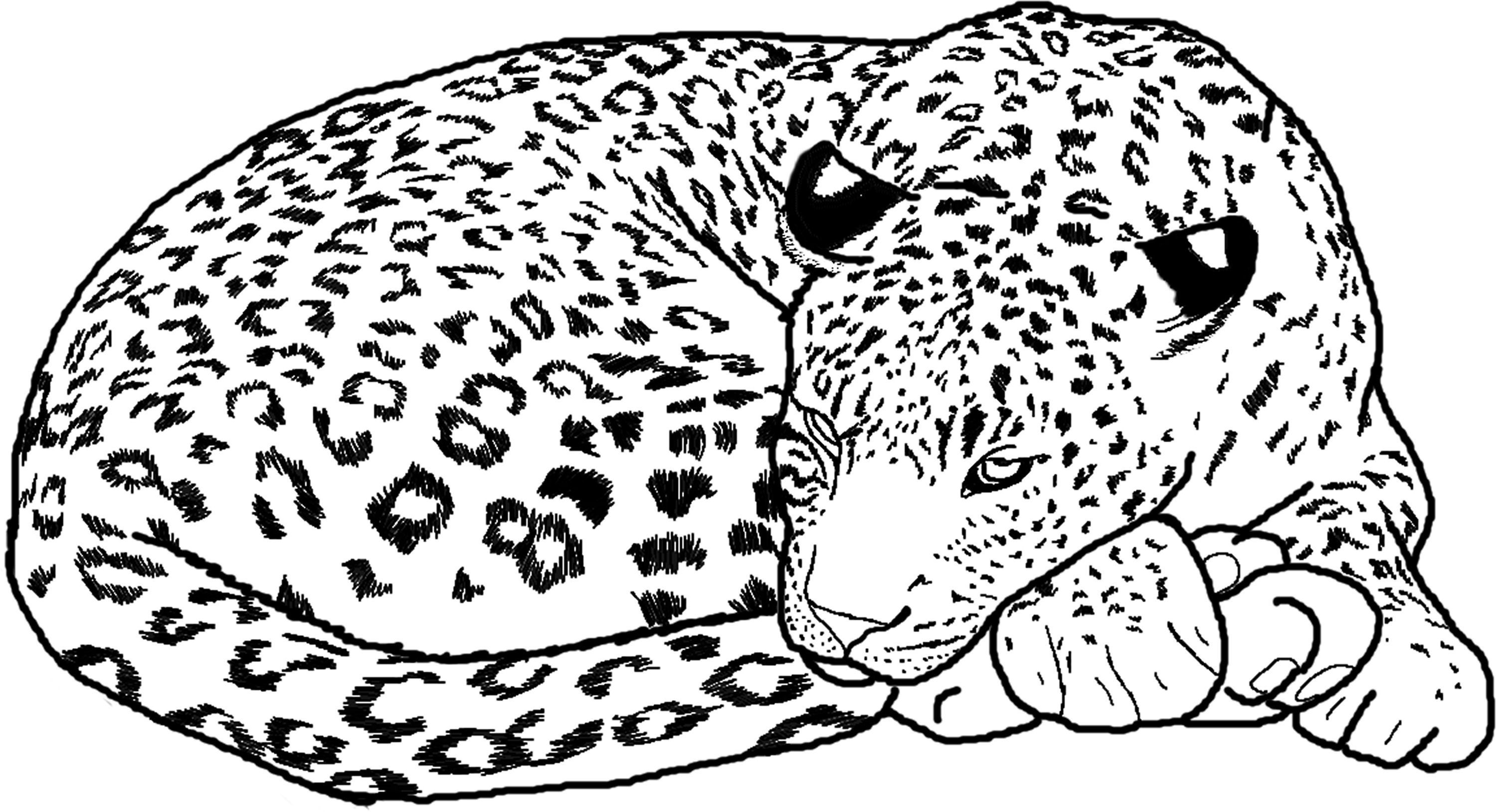 Cute Baby Cheetah Coloring Pages - Coloring Home