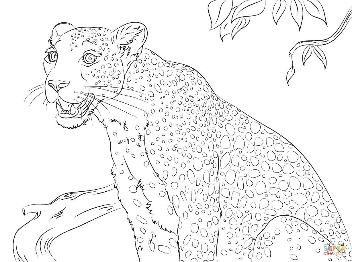 Cute Leopard Coloring Page Free Printable Pages
