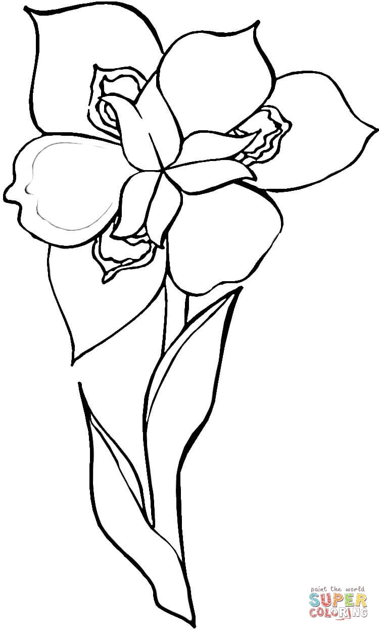 Iris Flower Coloring Page | Free Printable Coloring Pages - Coloring Home