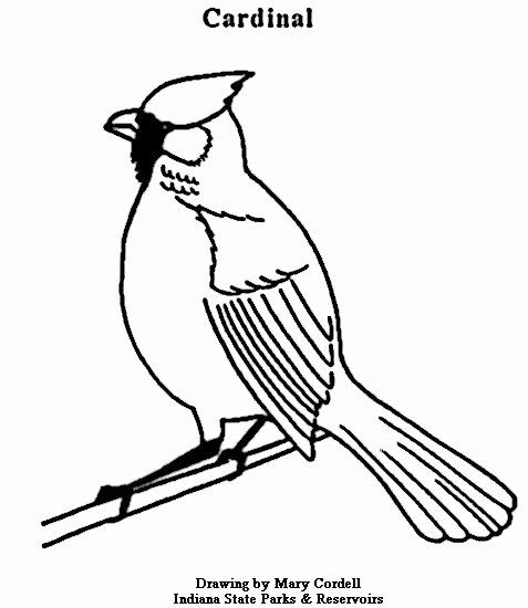 √ 24 Arizona Cardinals Coloring Page | Coloring pages, Bee ...